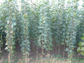 速生楊圖片,速生楊高清圖片 陜西瑞林苗木公司,中國制造網(wǎng)