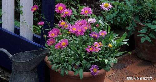 7種適合在秋季栽種的草本花卉,養(yǎng)護(hù)成本低,是新手園丁的福音
