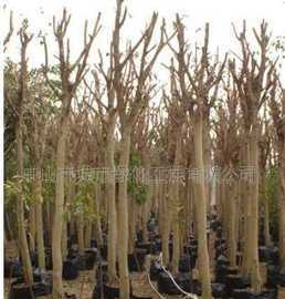 供應榕樹 喬木 苗木價格_供應榕樹 喬木 苗木廠家_