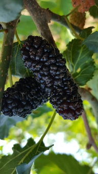 產(chǎn)品,中農(nóng)在線,最具發(fā)展?jié)摿Φ闹袊r(nóng)資網(wǎng)絡交易平臺 臨朐縣春成苗木公司