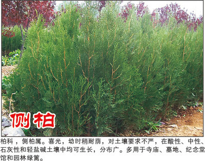 側(cè)柏-河南潢川花木苗木場(產(chǎn)品圖片)-產(chǎn)品庫-中國花木網(wǎng)