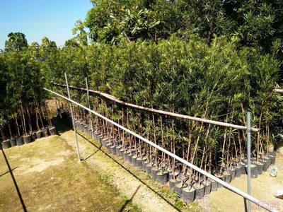 【羅漢松培養(yǎng)基地、羅漢松小苗直銷、質(zhì)優(yōu)價廉】綠化苗木,價格,廠家,供應商,花木,龍海市東泗興輝園藝場 - 產(chǎn)品庫