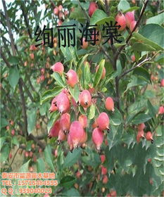 絢麗海棠苗 山東絢麗海棠苗 留源苗木 優(yōu)質(zhì)商家 高清圖片 高清大圖