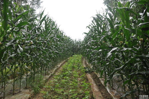 高橋鎮(zhèn)高橋社區(qū)集體經(jīng)濟(jì)蓬勃發(fā)展,助力村民家門(mén)口就業(yè)增收