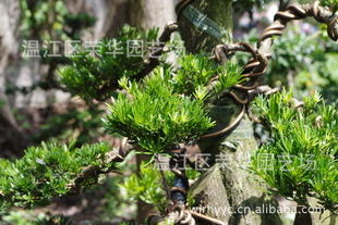 大量供應(yīng)產(chǎn)地直銷綠化苗木一級優(yōu)質(zhì)精品樁頭指導(dǎo)價(jià) 大量供應(yīng)產(chǎn)地直銷綠化苗木一級優(yōu)質(zhì)精品樁頭廠商 大量供應(yīng)產(chǎn)地直銷綠化苗木一級優(yōu)質(zhì)精品樁頭廠商 圖 盡在農(nóng)苗網(wǎng)