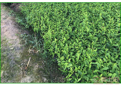 【福鼎大白茶苗價(jià)格】福鼎大白茶苗價(jià)格,價(jià)格,廠家,供應(yīng)商,花木、果木種苗,雅安市名山區(qū)惠農(nóng)苗木種植農(nóng)民專業(yè)合作社 - 產(chǎn)品庫