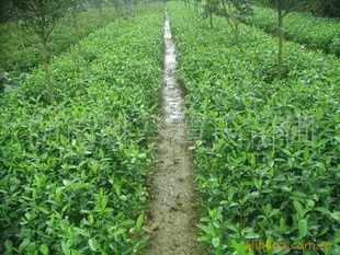 供應(yīng)精品綠化苗木,綠籬指導(dǎo)價(jià) 供應(yīng)精品綠化苗木,綠籬廠商 供應(yīng)精品綠化苗木,綠籬廠商 圖 盡在農(nóng)苗網(wǎng) 長沙縣跳馬鎮(zhèn)譚氏苗圃