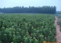 櫻桃樹苗紅燈、美早、早黃金[供應]_綠化苗木_世界工廠網中國產品信息庫