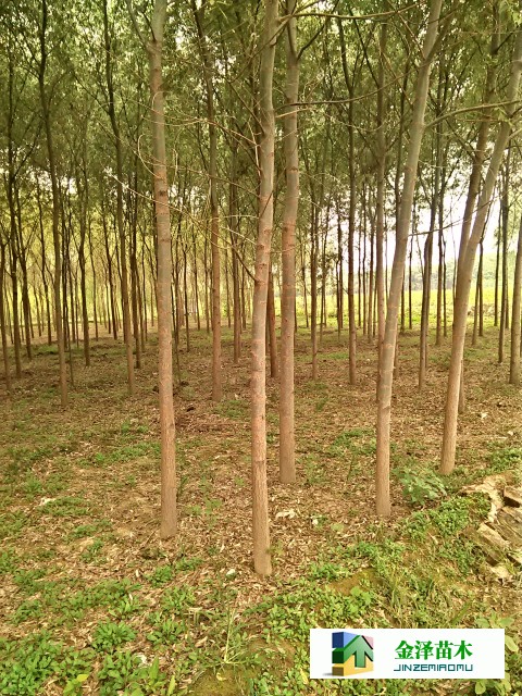 河北出售旱柳 6公分旱柳價(jià)格 旱柳報(bào)價(jià)_河北保定博野金澤綠化苗木基地 - 商國互聯(lián)網(wǎng)