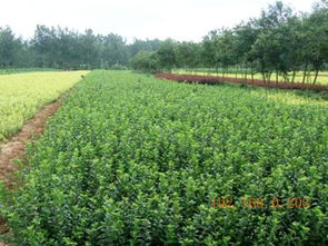 芝櫻批發(fā)商 供應(yīng)山東有品質(zhì)的苗木,芝櫻批發(fā)商 供應(yīng)山東有品質(zhì)的苗木生產(chǎn)廠家,芝櫻批發(fā)商 供應(yīng)山東有品質(zhì)的苗木價(jià)格