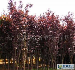 低價0綠化苗木優美喬木紅葉李(批發)_農副產品_世界工廠網中國產品信息庫