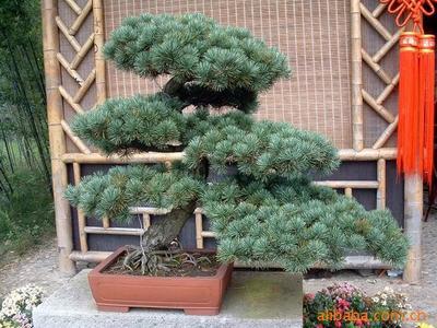 【綠化設(shè)計圖中的喬木與灌木之分】價格、產(chǎn)品供應(yīng),綠化設(shè)計圖中的喬木與灌木之分廠家批發(fā)-1024商務(wù)網(wǎng)