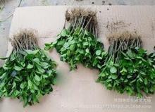 綠化吸污車批發(fā)_綠化吸污車批發(fā)圖片_綠化吸污車批發(fā)細(xì)節(jié)圖_慧聰網(wǎng)產(chǎn)品庫