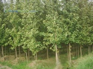 供應(yīng)咨詢銀杏樹價(jià)格|咨詢銀杏樹行情|邳州市翔齊銀杏苗木基地_紡織、皮革_世界工廠網(wǎng)中國產(chǎn)品信息庫