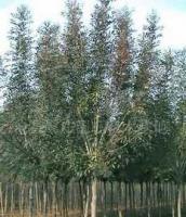 銷售綠化苗木 白蠟 樹苗[供應(yīng)]_綠化苗木_世界工廠網(wǎng)中國產(chǎn)品信息庫