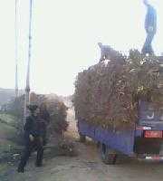 供應(yīng)陜北清澗紅棗苗木價(jià)格_供應(yīng)陜北清澗紅棗苗木廠家_世界工廠網(wǎng)產(chǎn)品信息庫