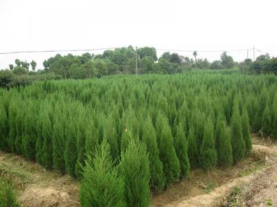 安康塔柏廉價批發 塔柏常見病害圖片_高清圖-陜西雨果園林苗木基地