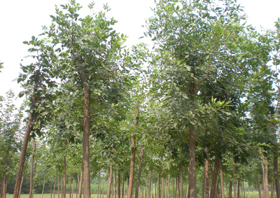 2020年全國苗木供需信息來了,這些品種有大需求!