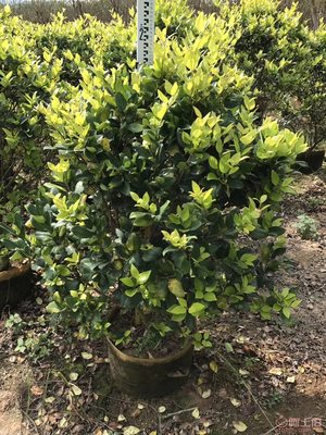 【興輝園藝場直銷金森女貞袋苗、園林綠化、農戶種植】綠化苗木,價格,廠家,供應商,花木,龍海市東泗興輝園藝場 - 產品庫