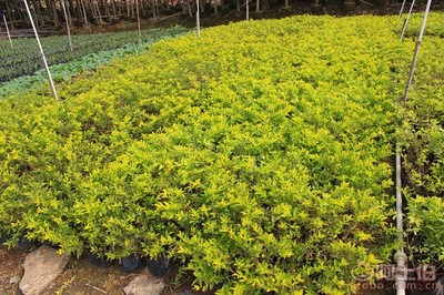 【黃金葉種植基地、基地直銷、質優價廉】綠化苗木,價格,廠家,供應商,花木,龍海市東泗興輝園藝場 - 產品庫