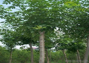 白蠟樹(shù)苗,綠都園林 在線咨詢 ,天津白蠟