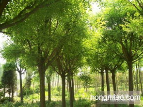 油松 樟子松 國(guó)槐 刺槐一級(jí)苗木低價(jià)供應(yīng)