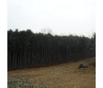 【直銷高桿女貞樹(shù)苗常綠喬木量大專車配貨現(xiàn)貨充足高干女貞小苗】沭陽(yáng)盛唐綠化苗木場(chǎng) - 產(chǎn)品庫(kù)