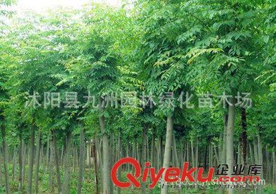 批發(fā)華山松,羅漢松,雪松,規(guī)格全,貨源足。-沭陽(yáng)縣九洲園林綠化苗木場(chǎng)提供批發(fā)華山松,羅漢松,雪松,規(guī)格全,貨源足。的相關(guān)介紹、產(chǎn)品、服務(wù)、圖片、價(jià)格沭陽(yáng)縣九洲園林綠化苗木場(chǎng)、花卉苗木;苗木種子;景觀木屋