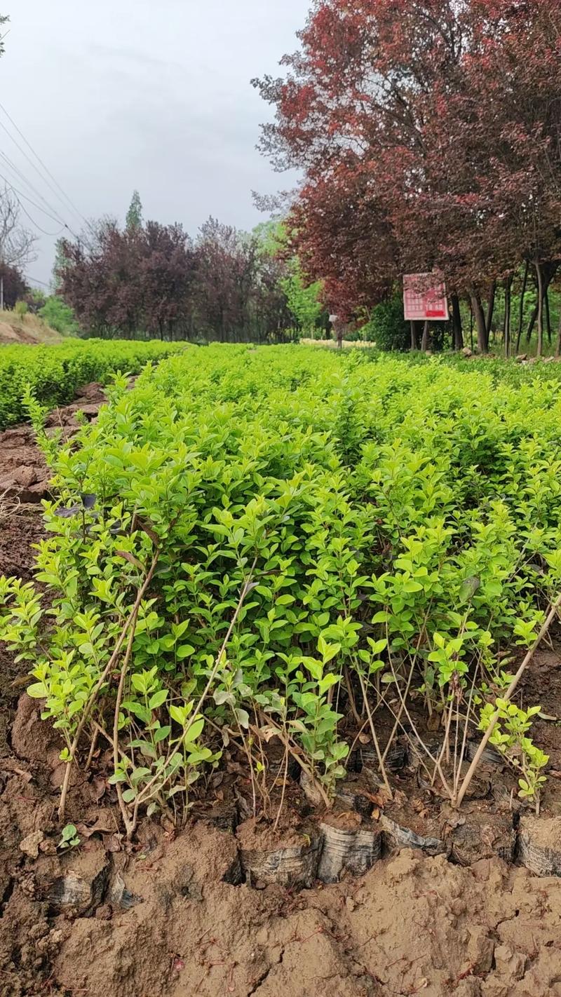 苗木種植基地 #記錄我的種植生活 營養缽金葉女貞15萬棵,