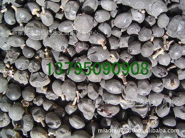 水臘種子,苗木種子、林木種子、花卉種子_農副產品_世界工廠網