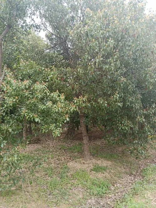 恭喜肥西永和苗木入駐苗木通 孫靜 追求客戶滿意,打造苗木精品