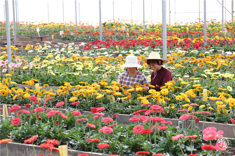 云南鮮花產業 高原特色現代農業的典范